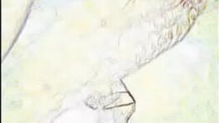 sucking a guy - porn video